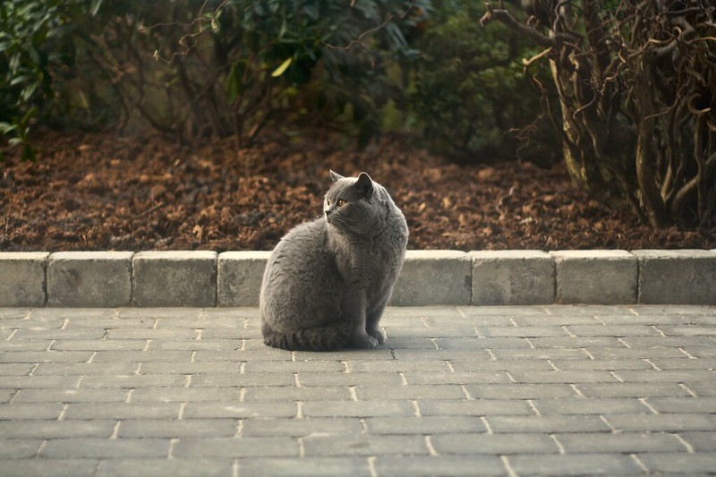 Cat sitting in middle of road