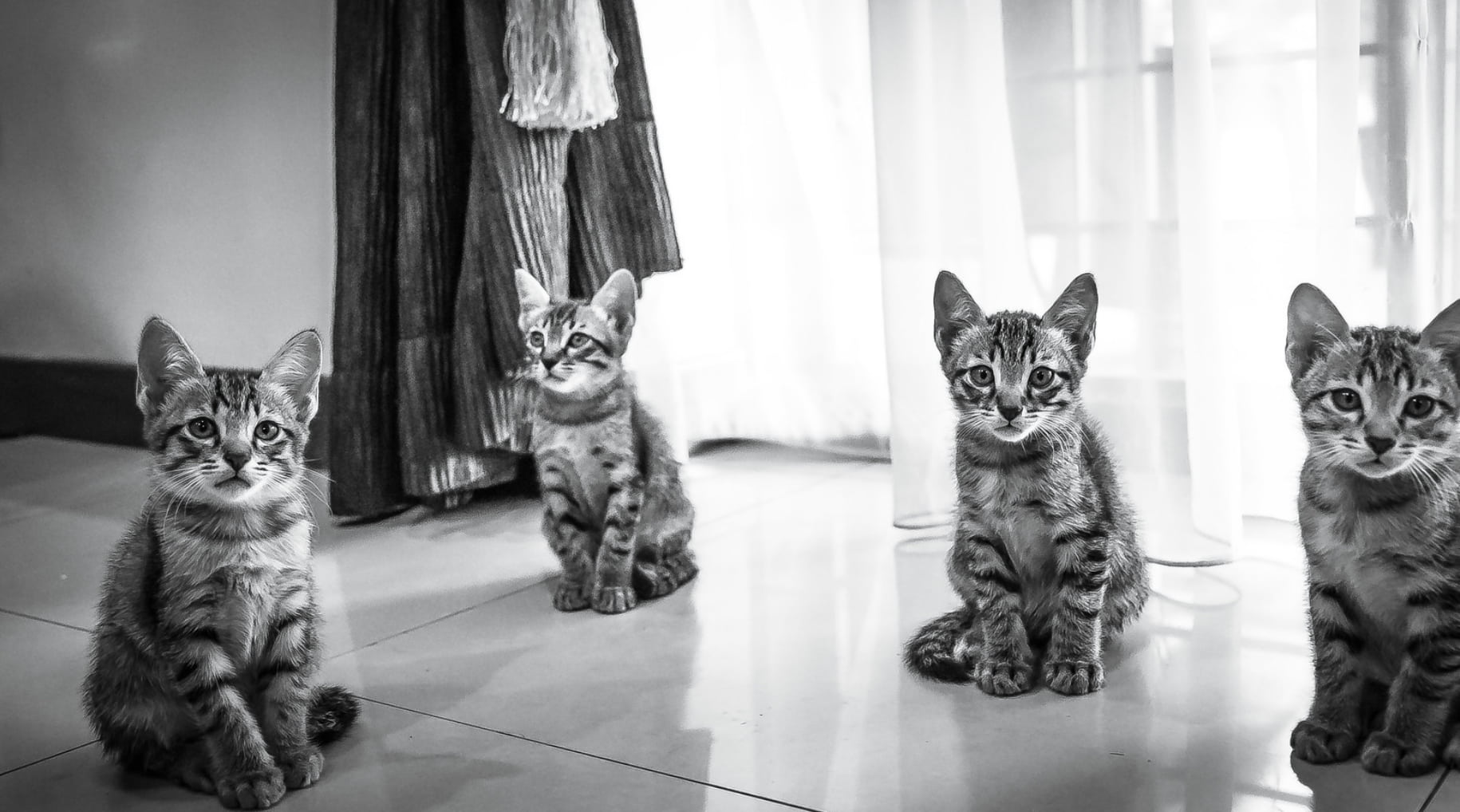 Four very cute cats